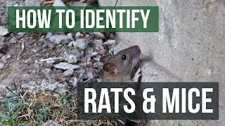 The Differences Between Rats and Mice Rats VS Mice [upl. by Yk]