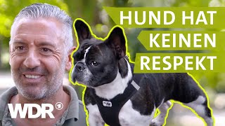 Hundebegegnungen entspannt gestalten  Hunde verstehen  S03E04  WDR [upl. by Resor451]