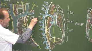 Thorax 6  Organisation du médiastin Mediastinum 1 topographic anatomy [upl. by Charmain]