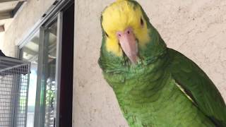 Amazon parrot talking like no other parrot [upl. by Rehportsirhc]