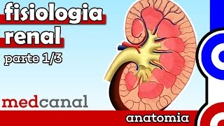 Fisiologia Renal  FISIOLOGIA Parte 1 [upl. by Bertle]