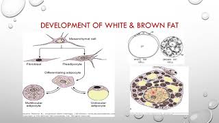 adipose tissue [upl. by Ludewig]