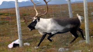 Samiska nationalsången  the Sámi Nationalanthem [upl. by Assereht]