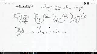 mechanism of amide hydrolysis [upl. by Tereb]