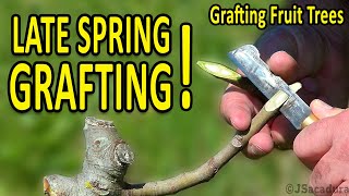 LATE SPRING GRAFTING  Grafting Fruit Trees [upl. by Lorne]