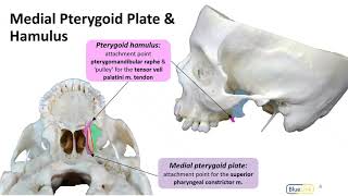 Infratemporal Fossa LO  Pterygoid Plates [upl. by Neenaej848]