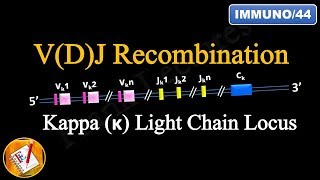 VDJ Recombination PART 1  Ig Light chain locus FLImmuno44 [upl. by Noryb]