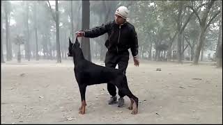 Doberman Show Training [upl. by Marduk]