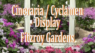 Cineraria amp Cyclamen Display Fitzroy Gardens Conservatory [upl. by Trela]