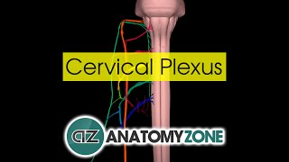 Cervical Plexus  Anatomy Tutorial [upl. by Fortune]