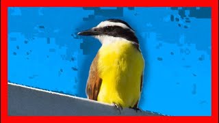 Benteveo Canto  Great Kiskadee Bird Song  Great Kiskadee Bird Call  Pitangus Sulphuratus [upl. by Leahcimsemaj]