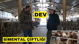 DEV SİMENTAL ÇİFTLİĞİ Çiftlikte Tüm İnekler Simental [upl. by Leelahk]