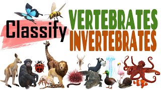 Science Quiz Vertebrate or Invertebrate  ANY 10 [upl. by Ruth]