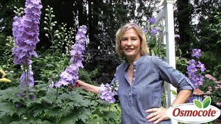 3 Tips for Growing Delphiniums [upl. by Ailedamla12]