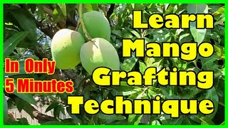 How To Graft Mango Tree Grafting Mango Trees Technique [upl. by Primalia]