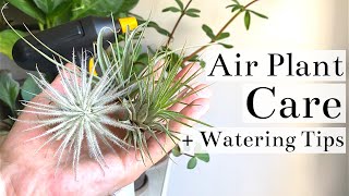 Air Plant Tillandsia Care  Watering Tips [upl. by Dallis520]