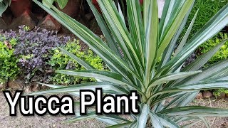 Yucca plant care tips [upl. by Lacey137]