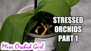 Rejuvenating stressed Orchids Part 1  Limp leathery leaves [upl. by Zoellick]