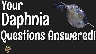 Daphnia Questions Answered [upl. by Gilligan847]