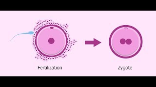 What is Zygote   Essential Science  Terms [upl. by Camala152]