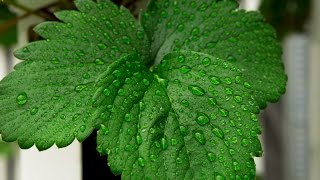 How To Control Humidity When Growing Indoors [upl. by Austina]