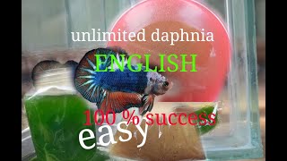 daphnia moina culture Easy way Unlimited production English  with sub Green water Chlorella [upl. by Hercule831]