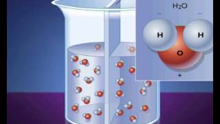 Absorption et circulation de leau dans la plante [upl. by Lucic]