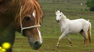 Stallion Reintroduced to Mares  BBC Earth Explore [upl. by Anerhs651]