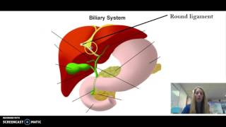 Biliary System Anatomy [upl. by Nacnud221]