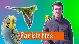 Parkietjes  DierenpraatTV [upl. by Aurilia]