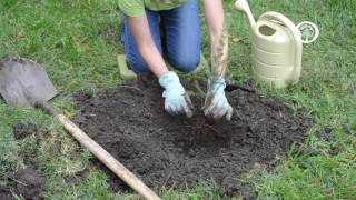 Ask an Arborist How do I Plant Bareroot Trees [upl. by Starr595]