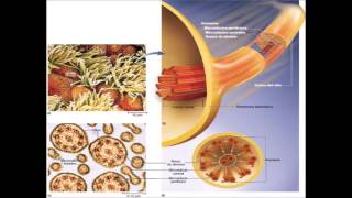 Estereocilios Cilios y Microvellosidades [upl. by Ellison]