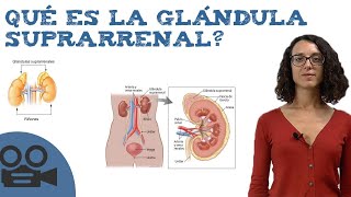 Qué es la glándula suprarrenal [upl. by Maressa]