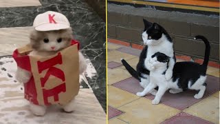 Try Not To Laugh 😅 Funniest Cats Will Make You Laugh Uncontrollably 😸 [upl. by Hajin]