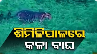 Rare Melanistic Tiger Captured On Camera in Similipal Reserve Forest [upl. by Anilorak]