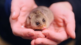 Mountain Pygmypossum our coolest possum [upl. by Adnot]