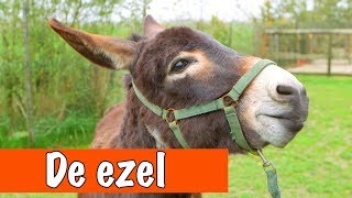 Alles over ezels  DierenpraatTV [upl. by Norrab]