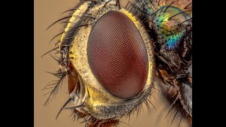 Extreme Macro Using Reversed Enlarger Lenses [upl. by Julissa]