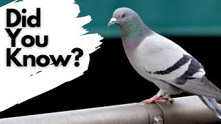 Things you need to know about FERAL PIGEONS [upl. by Fronia]