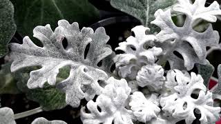 Dusty Miller plant Silver ragwort Jacobaea maritima [upl. by Vassaux227]