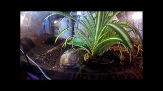 Basic Box Turtle Care [upl. by Gough831]