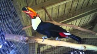 Toco Toucan Croaking Sound [upl. by Landel582]