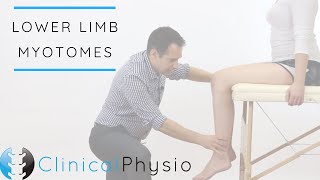 Lower Limb Myotomes  Clinical Physio [upl. by Surbeck]