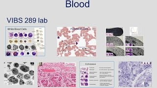 Medical School Histology Basics  Blood [upl. by Yehus714]