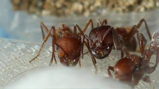 Pogonomyrmex occidentalis western harvester ant Introduction [upl. by Yseulte]