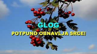 GLOG  POTPUNO OBNAVLJA SRCE [upl. by Carolynn]