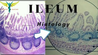 Histology of Ileum [upl. by Eyla843]