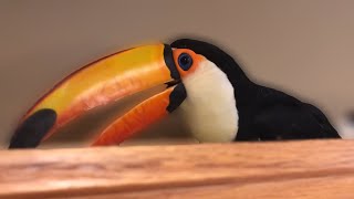 Whats It Like Having a Toucan In The HOUSE [upl. by Hsot]