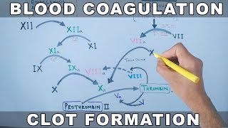 Coagulation Cascade  Intrinsic and Extrinsic Pathway [upl. by Drummond]