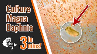 How to culture DAPHNIA MAGNA  The easy way [upl. by Oileduab]